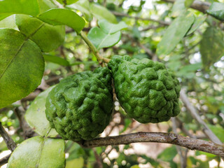 Fresh bergamot fruits on bergamot tree with sunlight bokeh background