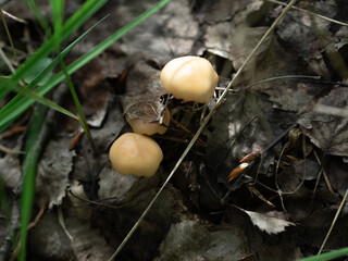 mushrooms in the forest