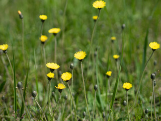 yellow flowers in the meadow