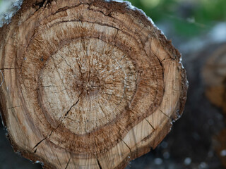 Naklejka premium cut tree stump wood texture