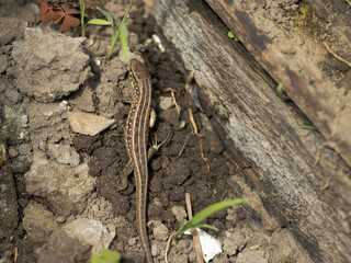 lizard on the stone reptile