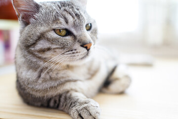 The side of a striped cat