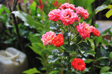 Beautiful colorful rose