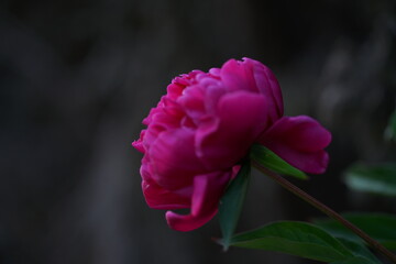 Paeonia Pfingst Rosen in Blüte