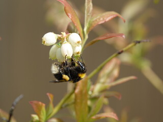 garden bumblebee (Bombus hortorum)