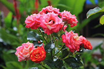 Beautiful colorful rose