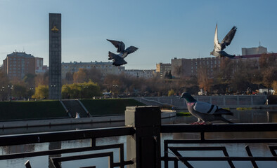 Three pigeons on the parapet of the Oka river embankment against the background of the sights of the city of Orel.