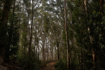 Forest. Cape Town, South Africa.
