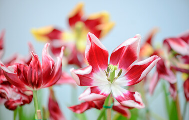 Fototapeta na wymiar faded tulips on grey wall background. 