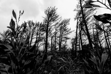 Forest. Cape Town, South Africa.