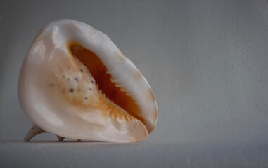 Isolated large sea shell Cassis cornuta on a white background