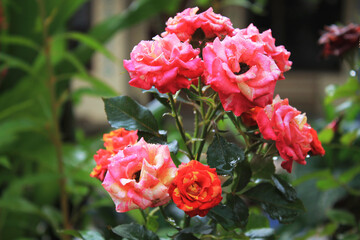 Beautiful colorful rose