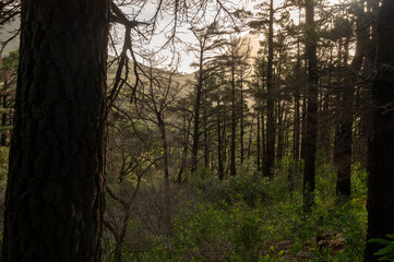 Forest. Cape Town, South Africa.