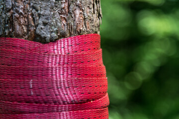 Nylonband um Baum im Wald