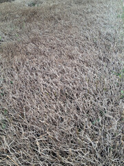 The mass of the dried green-haired Bush