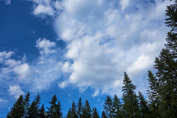 Blue sky with white clouds in the forest, around the top of the Christmas trees