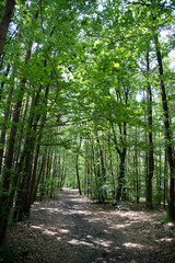 Fototapeta premium Waldweg