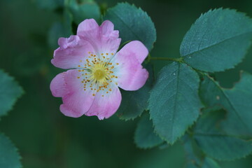 Rosa canina Hundsrose