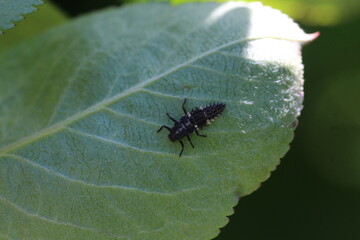 Marienkäfer Larve
