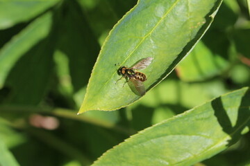 kleine unbestimmte Schwebfliege