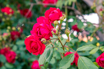 Rosenstock im Garten in voller Blüte