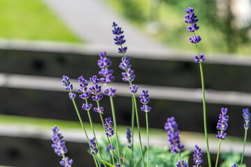 Lavendelblüten in voller Blüte