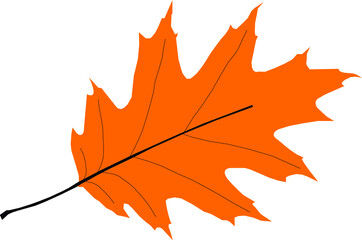 vector of a maple leaf with white background