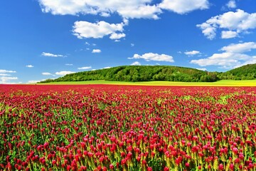 Fototapeta na wymiar Beautiful blooming red clover in the field. Natural colorful background. Beautiful landscape in the Czech Republic - Europe.