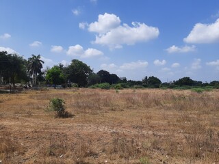 landscape with trees and clouds