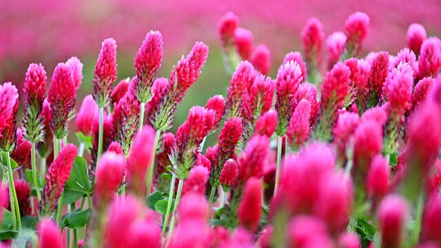 Beautiful blooming red clover in the field. Natural colorful background.
