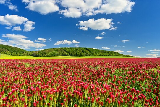 Beautiful blooming red clover in the field. Natural colorful background. Beautiful landscape in the Czech Republic - Europe. © montypeter