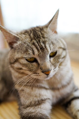 The side of a striped cat