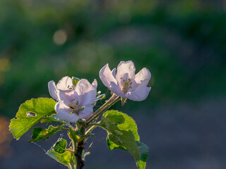 white apple blossom, blurred background, petal fragments