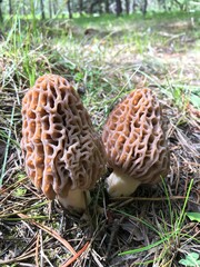 Morel mushroom cluster