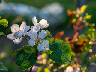 white apple blossom, blurred background, petal fragments