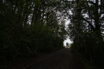 Tramper walking out of the mysterious dark forest. Light at end of the tree tunnel.