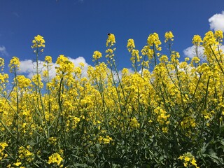 Wild Yellow Bright Flowers