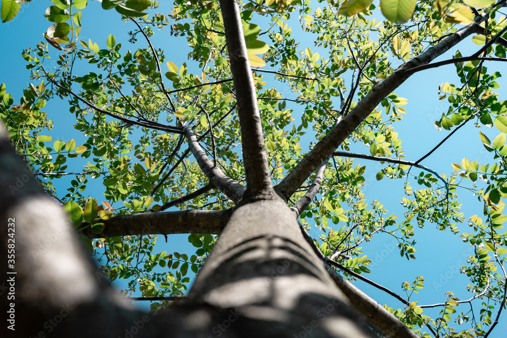 Aufkleber beautiful green tree look up. background pattern for design.