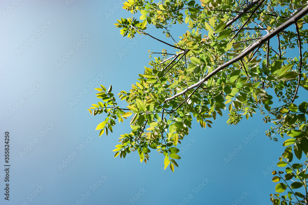 Aufkleber beautiful green tree look up. background pattern for design.