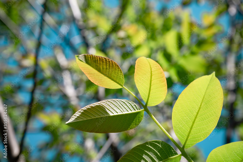 Aufkleber beautiful green tree look up. background pattern for design.