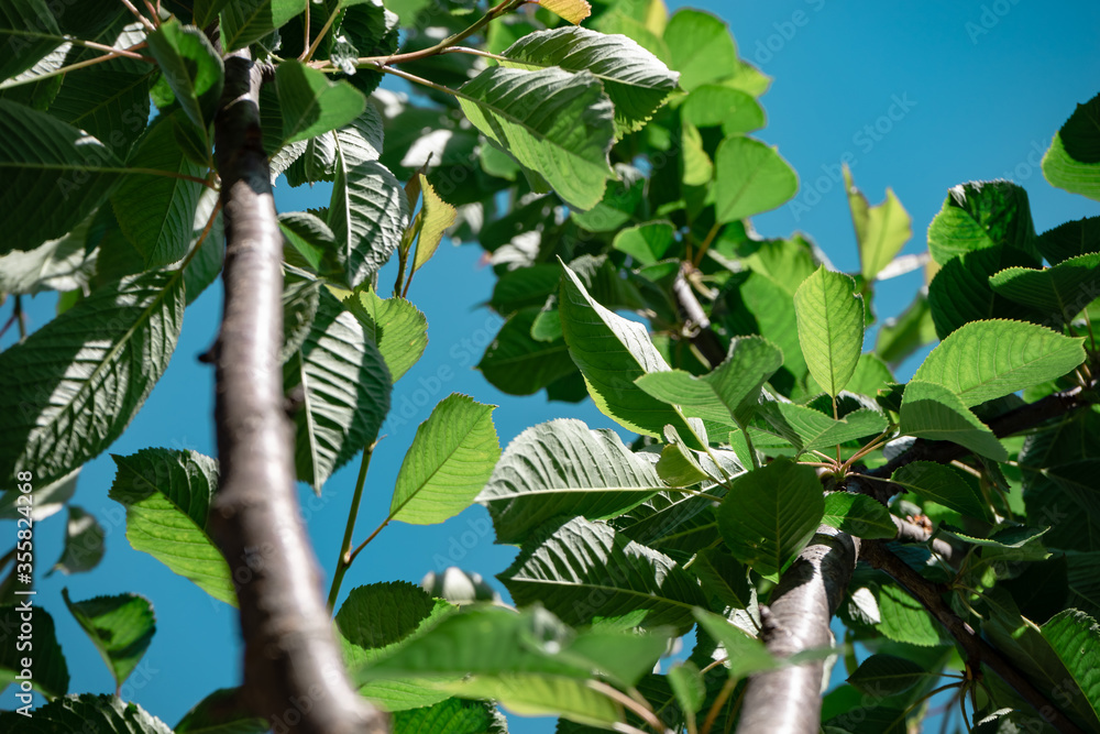 Aufkleber beautiful green tree look up. background pattern for design.