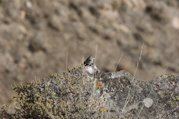 The Flight of the Condor View from Canyon De Colca