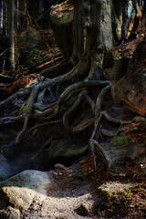 The Old birch wooden roots between the rocks, and sand. 