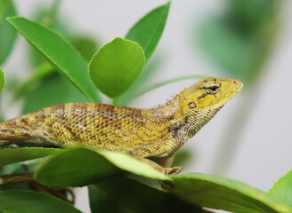 green lizard on a tree