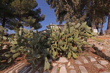 Prickly pear cactus (Opuntia, ficus-indica, Indian fig opuntia) with fruits