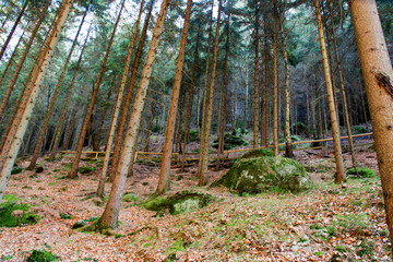 Fototapeta premium Pines forest in the morning. Czech national park. 