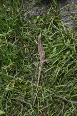 brown lizard in the grass