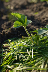 Strawberry bush mulched