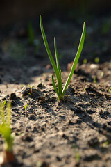 Sprouts of green onions in the garden.