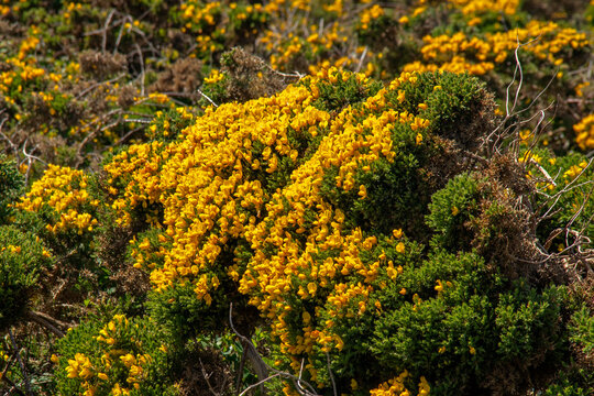 Ajoncs de Le Gall en fleurs	dans la lande
